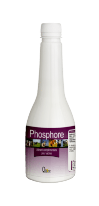Phosphore pour lutter contre les carences des vaches