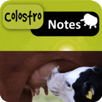 Colostro Notes : calculer la quantité de colostrum pour votre veau