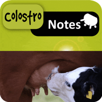 Colostro Notas : Calcular la cantidad de calostro para su ternero|Calostro|La cantidad de calostro