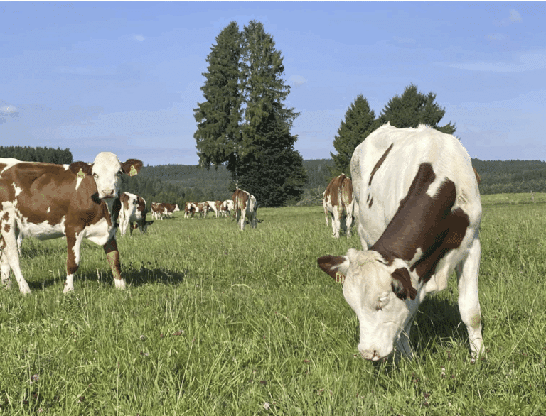 Capture d’écran 2025-10-27 à 11.51.41