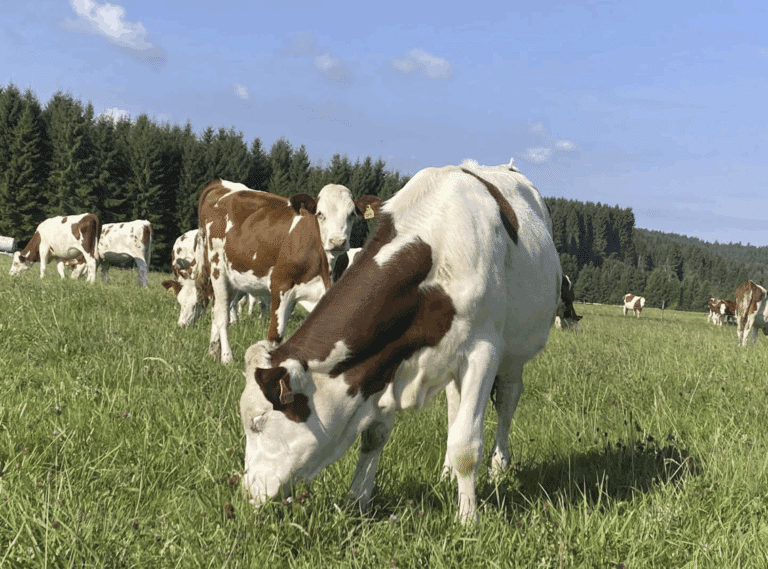 Capture d’écran 2025-10-27 à 11.52.05